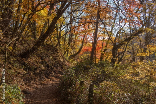 Obraz 紅葉した秋の「吐竜（どりゅう）の滝ハイキングコース」／日本山梨県北杜市11月