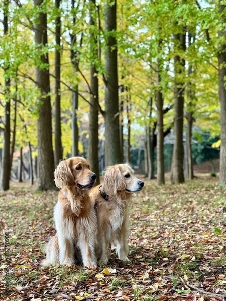 Obraz 根岸森林公園／ゴールデンレトニエル