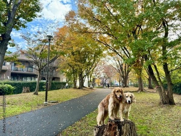 Obraz 根岸森林公園／ゴールデンレトニエル