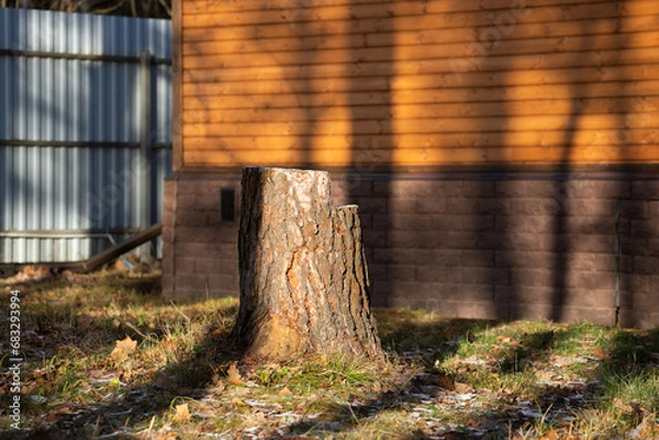 Fototapeta Uprooting a stump in the garden. Removing a tree near the house. Landscape works.