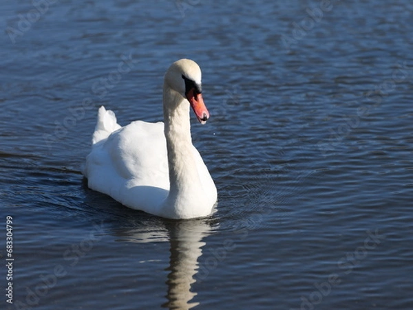 Obraz 山中湖の白鳥