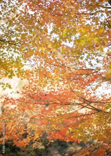 Fototapeta 日本　秋の風景　関西　大阪