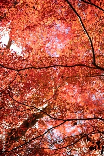 Fototapeta 日本, 日本観光, 日本旅行, 日本京都, 京都, 京都観光, 京都ツアー, 奈良観光, 奈良ツアー, 日本奈良, 奈良, 奈良大仏, 仏教, 日本大阪, 大阪観光, 大阪, 関西エリア, 美しい, 大自然, 自然, 森, 木, 湖, 緑, 癒し, 森林浴, リラックス, 自律神経, サイクリング, 海外旅行, 日本有名観光, 人気観光地, 免疫力アップ, 快晴, 青空, 青, 神社, 和風, 