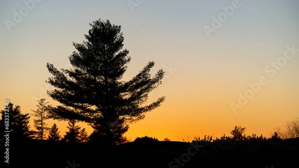 Obraz sunset in the field