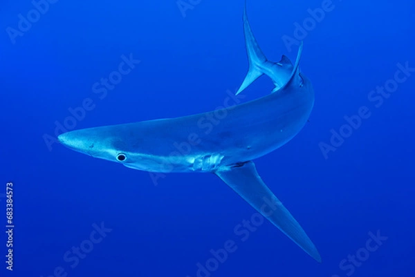 Obraz Blauhaie, Azoren