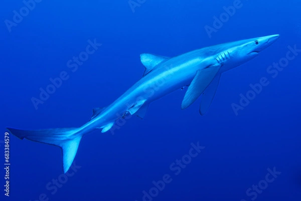 Obraz Blauhaie, Azoren