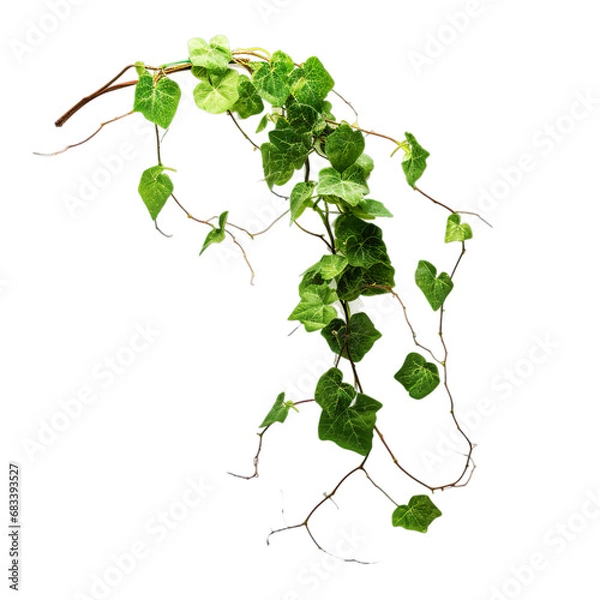 Obraz Vines with leafs, no background