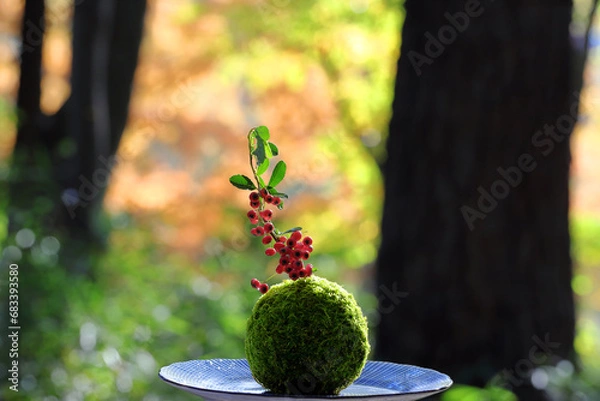 Obraz 紅葉した木々に赤い実と苔玉