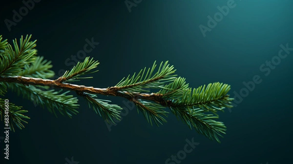 Fototapeta A fir branch on a dark background