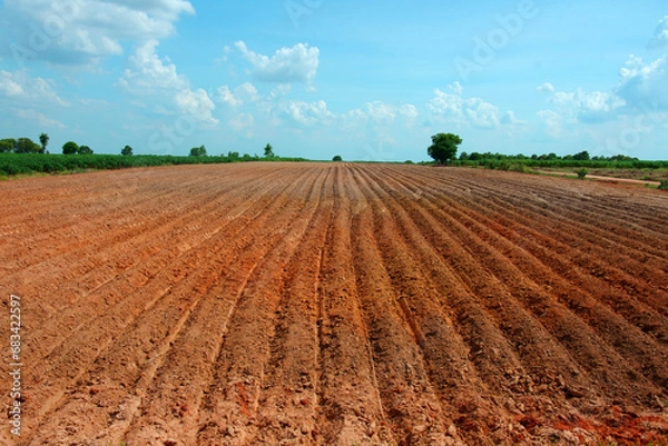 Obraz Plot for growing cassava, Thailand