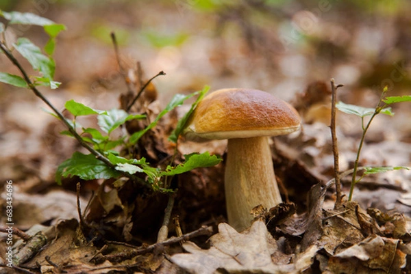 Obraz Single Boletus mushroom in the wild. Porcini mushroom grows on the forest floor at autumn season..