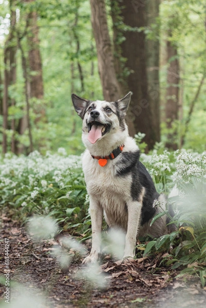 Fototapeta Black and white hybrid husky-malamute enjoying his stay in a woodland environment covered with bear garlic. Different expressions of the dog. Freedom for pet
