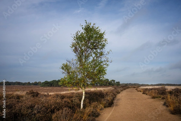 Fototapeta The large, quiet heathland of the Ballooërveld in the province of Drenthe. It is a popular hiking area.
