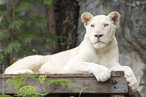 Obraz A white lion asleep
