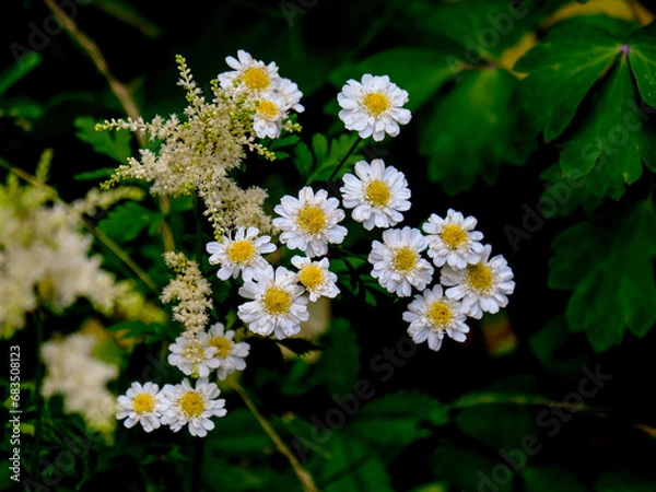 Fototapeta Close-up of a flower in bloom in summer. Colourful, bright and bee-friendly in the gardens and fields of Bavaria.