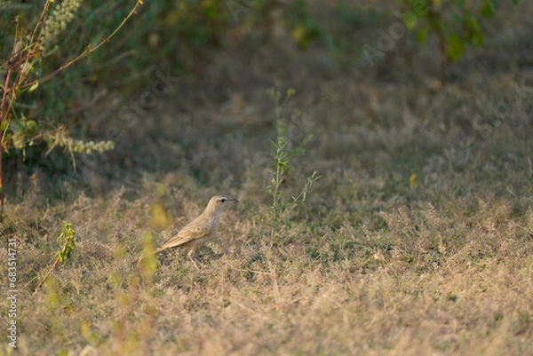 Obraz Long-billed pipit foraging