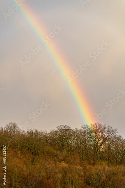 Fototapeta colorful rainbow appearing on the trees
