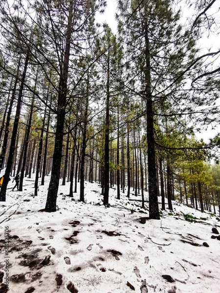 Obraz SNOW