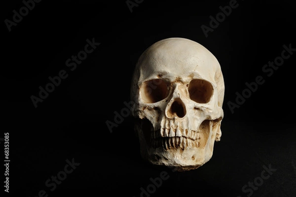 Fototapeta 黒い背景で撮影した髑髏