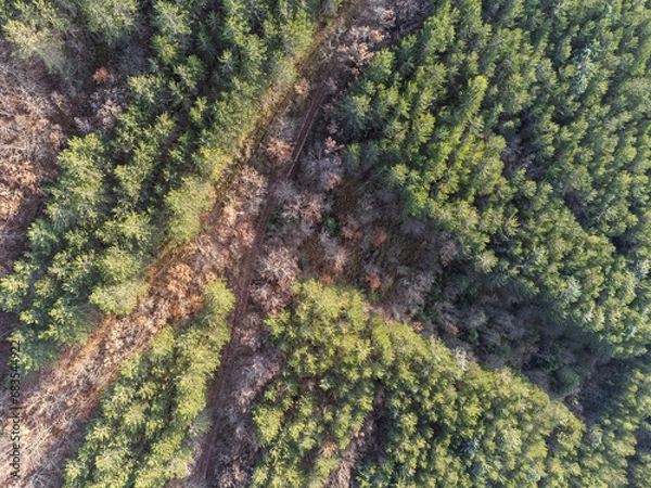Fototapeta Top-down view of an hairpin bend in the middle of a forest with green and orange trees