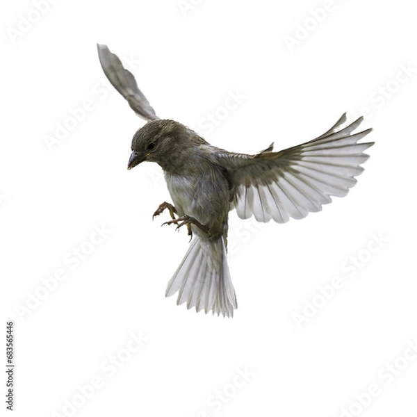 Obraz Birds in Flight