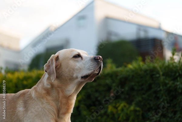 Obraz ラブラドールレトリバー labrador 大型犬