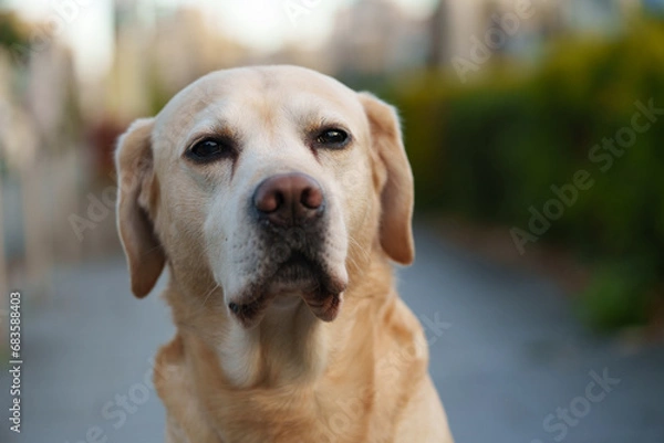 Obraz ラブラドールレトリバー labrador 大型犬