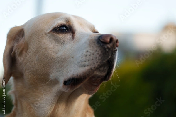Fototapeta ラブラドールレトリバー labradorretriever 大型犬