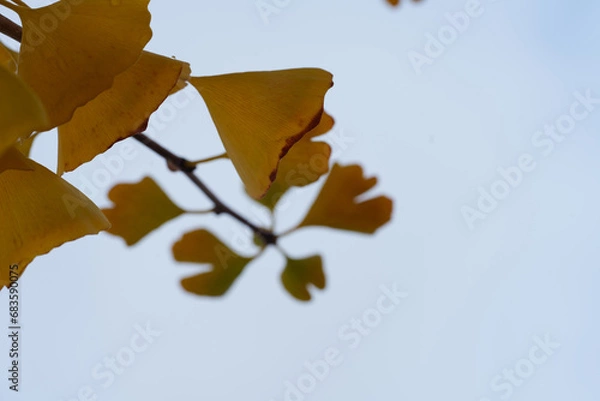 Obraz イチョウ 紅葉 公園