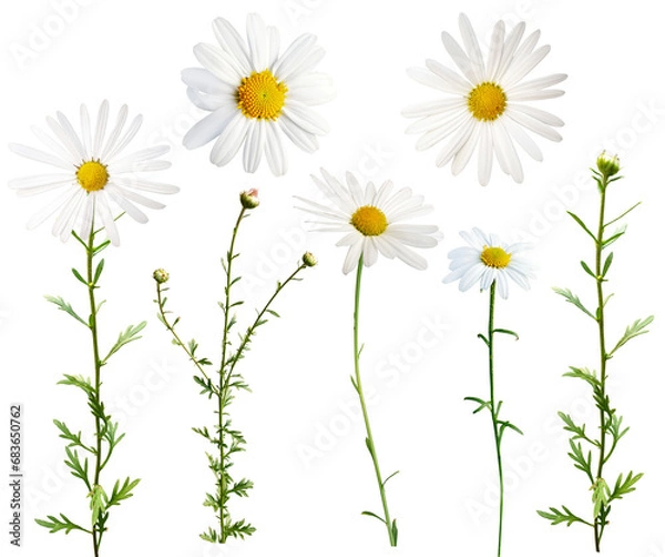 Fototapeta 데이지