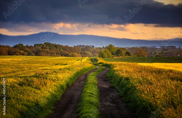 Fototapeta sunset over the field