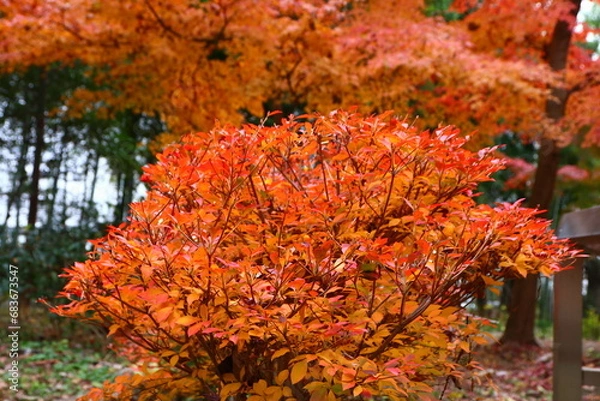 Obraz 紅葉。秋の東京・世田谷の風景。旧小坂邸にて。