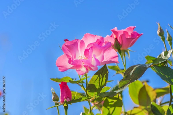 Obraz Pink Rose Flower