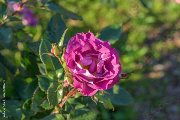 Obraz Purple Rose Flower