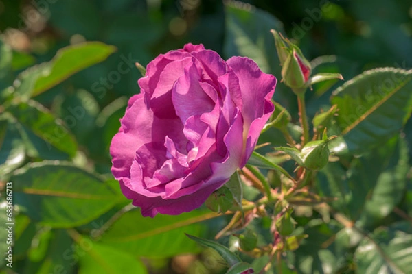 Obraz Purple Rose Flower