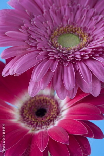 Obraz Barberton Daisy