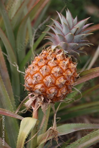 Obraz Ananas victoria - Ile de la réunion