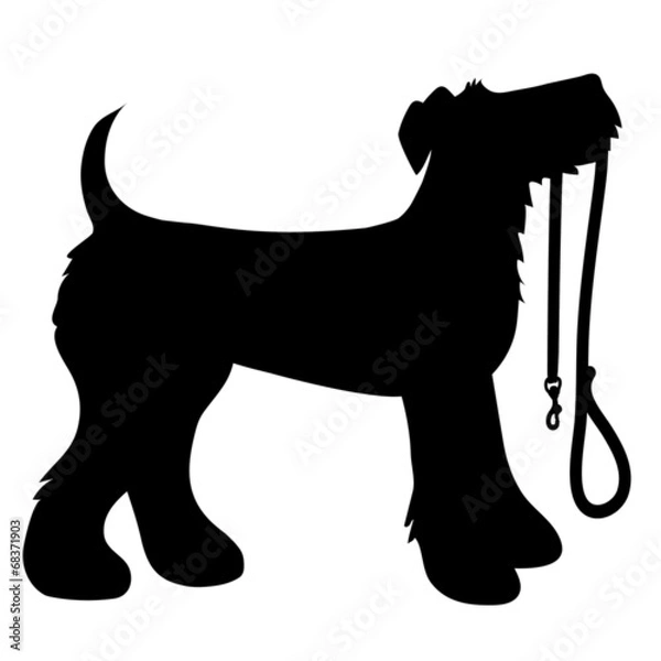 Obraz AIredale Terrier Leash