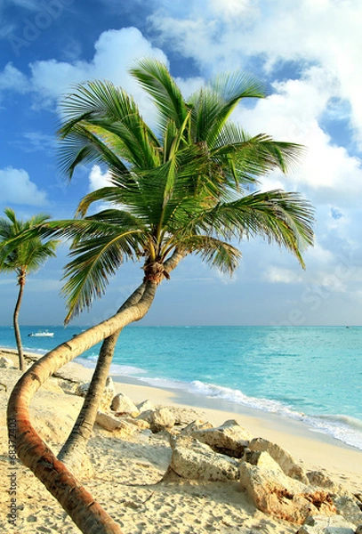 Obraz Palm tree on the ocean coast
