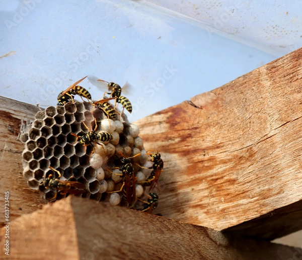 Obraz Nid de guêpes