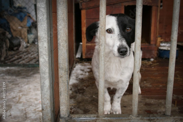 Obraz Shelter Dog