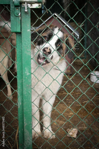 Fototapeta Shelter Dog
