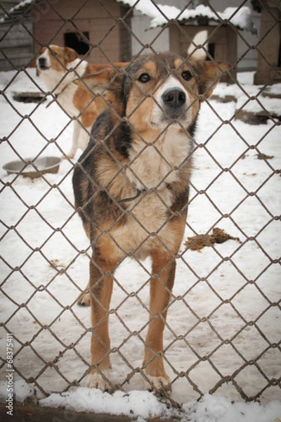 Fototapeta Shelter Dog