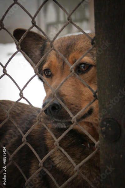 Fototapeta Shelter Dog