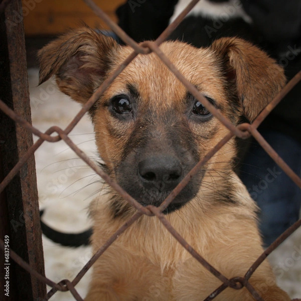 Fototapeta Shelter Dog