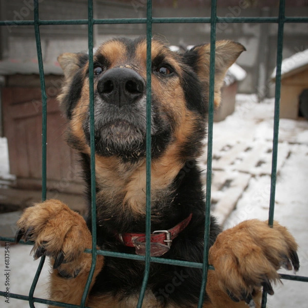 Fototapeta Shelter Dog