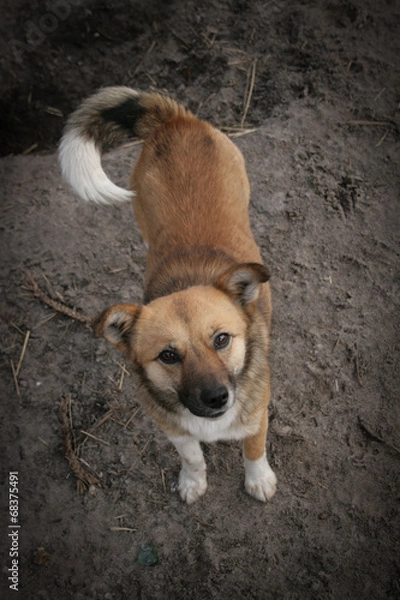 Fototapeta Shelter Dog