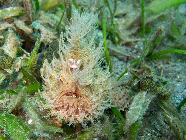 Obraz Hairy frogfish