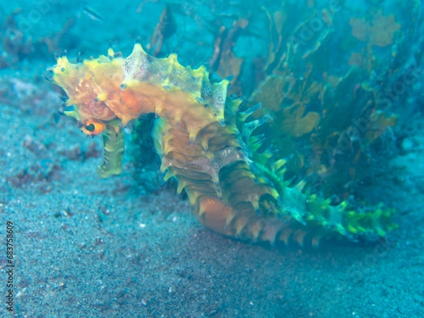 Obraz Seahorse 