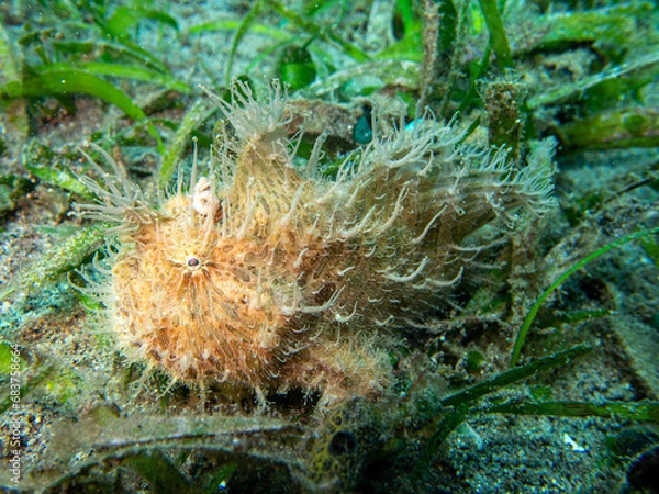 Obraz Hairy frogfish